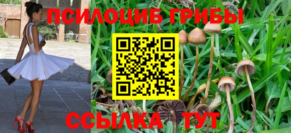 Галлюциногенные грибы Psilocybine cubensis  Вход с VPN  Елец 